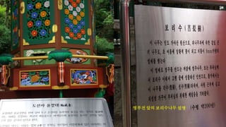 명부전 앞의 보리수나무 설명
 