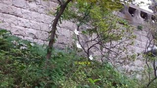산 도라지 꽃
 