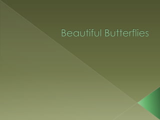 Beautiful Butterflies 