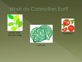 What do Caterpillars Eat?,[object Object],Leaves and Smooth Twigs ,[object Object],Tomatoes,[object Object],Lettuce,[object Object]