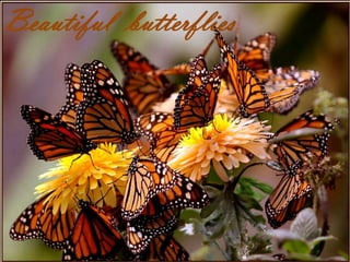 Beautiful  butterflies 