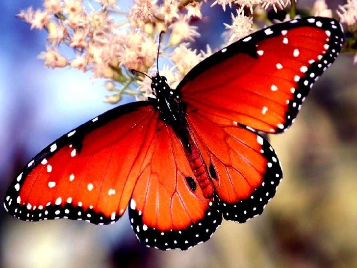 Beautiful butterflies best