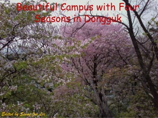 Beautiful Campus with Four Seasons in Dongguk Edited by SeungJoo Lee 