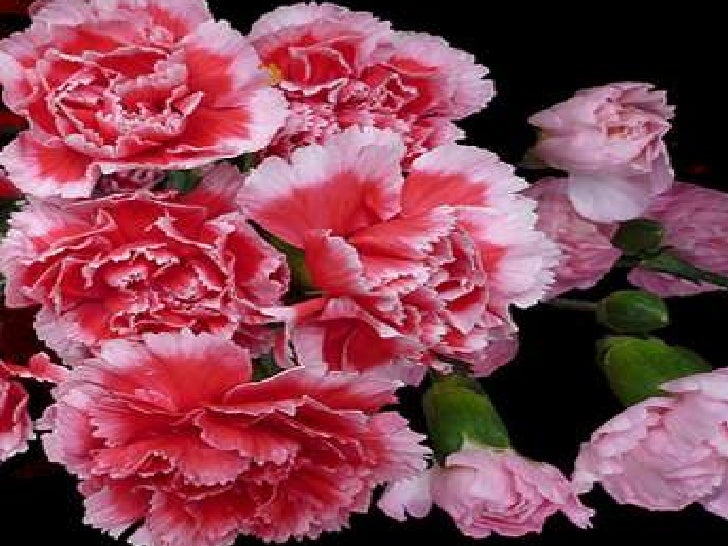 Beautiful Carnation