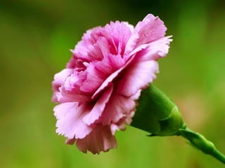 Beautiful Carnation Flowers