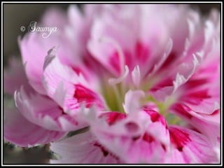 Beautiful Carnation Flowers
