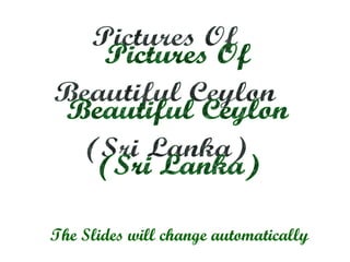 Pictures Of Beautiful Ceylon (Sri Lanka) The Slides will change automatically 