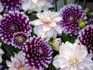 Beautiful Dehlia Flowers