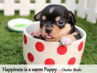 Happiness is a warm Puppy. – Charles Shultz
 
