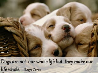 Dogs are not our whole life but they make our
life whole. – Roger Caras
 