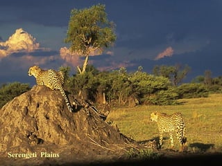 Serengeti  Plains 