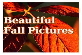 Beautiful Fall Pictures Collection