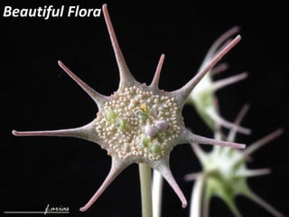 Beautiful Flora 