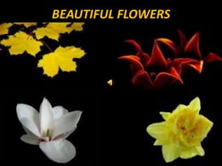 BEAUTIFUL FLOWERS 