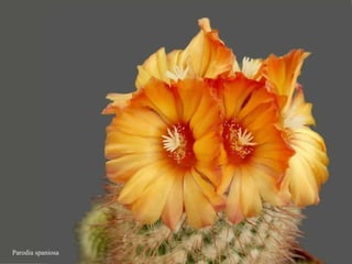 Parodia spaniosa 