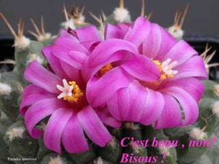 Parodia spaniosa C’est beau , non? Bisous ! 