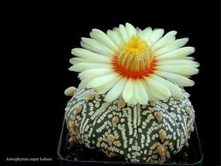 Astrophytum super kabuto 