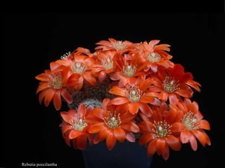 Rebutia poecilantha 