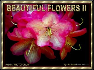 BEAUTIFUL FLOWERS II Photos: PHOTOFORUM By: JRCordeiro 