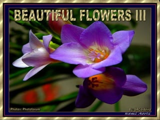 BEAUTIFUL FLOWERS III Photos: Photoforum By: JRCordeiro 