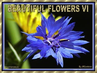 BEAUTIFUL FLOWERS VI PHOTOFORUM By JRCordeiro 