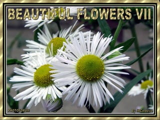 BEAUTIFUL FLOWERS VII PHOTOFORUM By JRCordeiro 