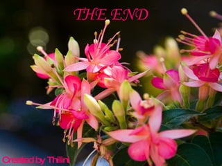THE END Created by Thilini 