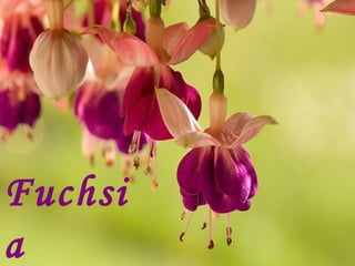 Fuchsia Queen 
