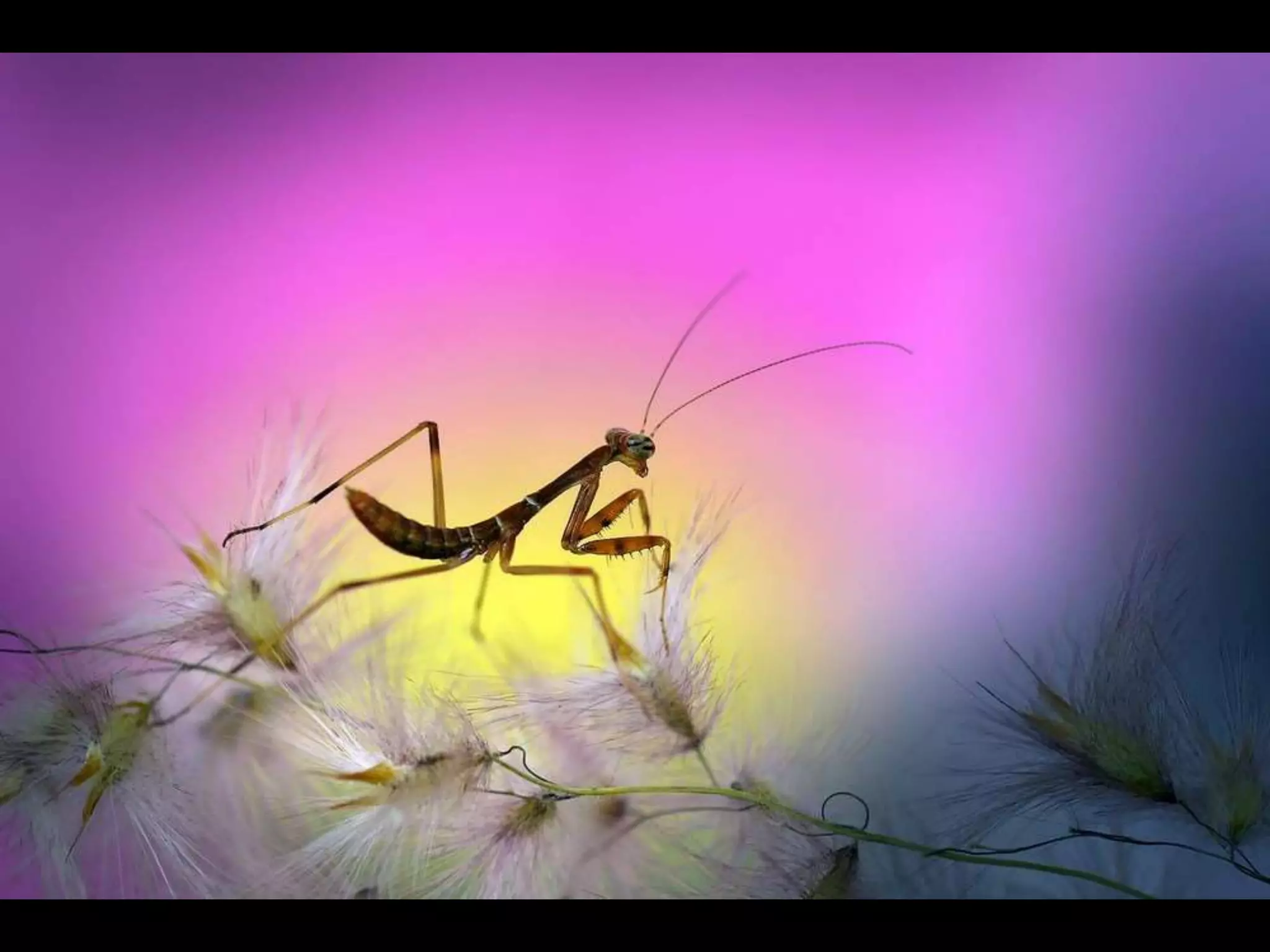 Beautiful garden insect photographer nordin seruyan ppt