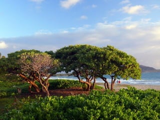 Beautiful Hawaii