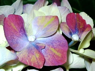 Beautiful Hydrangea Flowers