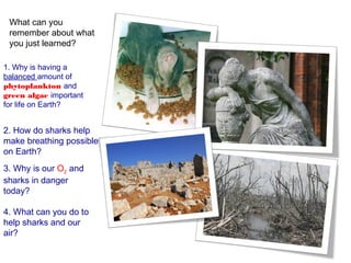 Beautiful, Important Sharks | PPT