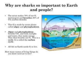 Beautiful, Important Sharks | PPT