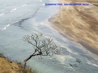 CHAMPAK TREE, MAHARASHTRA INDIA
 