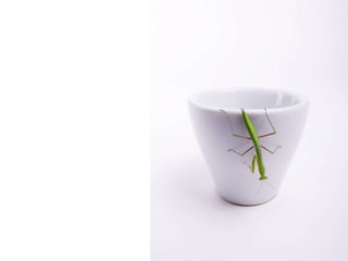 Beautiful insects photography-(catherine)