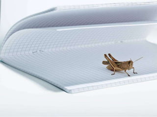 Beautiful insects photography-(catherine)