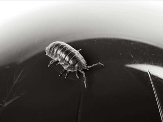 Beautiful insects photography-(catherine)