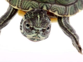 Beautiful insects photography-(catherine)