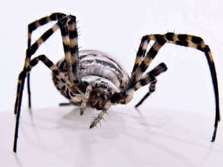 Beautiful insects photography-(catherine)