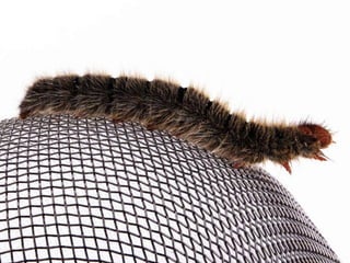 Beautiful insects photography-(catherine)