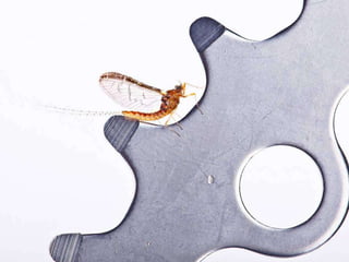 Beautiful insects photography-(catherine)