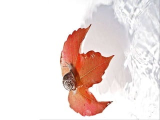 Beautiful insects photography-(catherine)