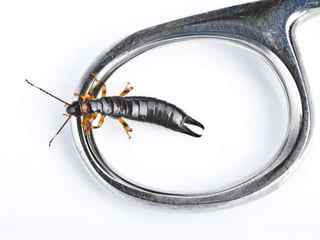 Beautiful insects photography-(catherine)