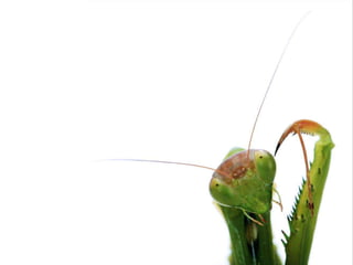 Beautiful insects photography-(catherine)