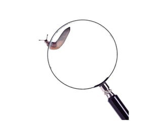 Beautiful insects photography-(catherine)