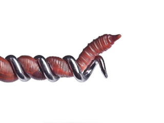 Beautiful insects photography-(catherine)