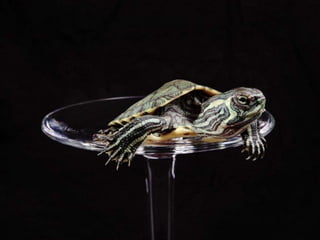 Beautiful insects photography-(catherine)