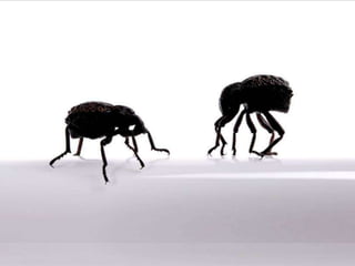 Beautiful insects photography-(catherine)