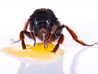 Beautiful insects photography-(catherine)