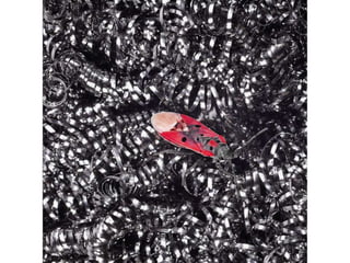 Beautiful insects photography-(catherine)